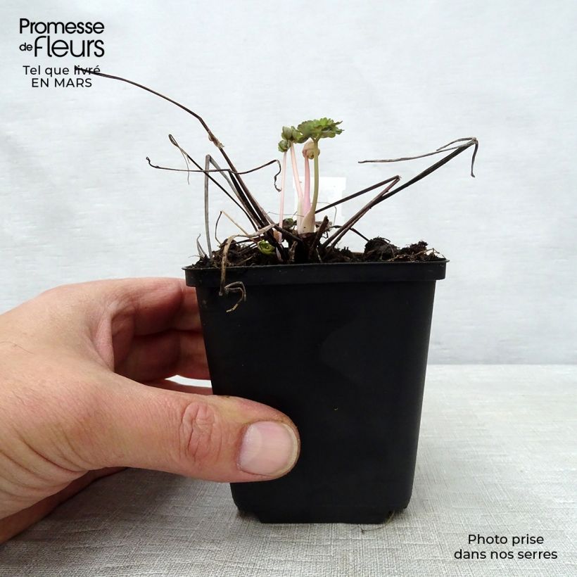 Exemplar von Aquilegia Winky Double Dark Blue White - Kurzspornige Akelei Kleine Töpfe von 8/9 cm wie im Frühjahr geliefert