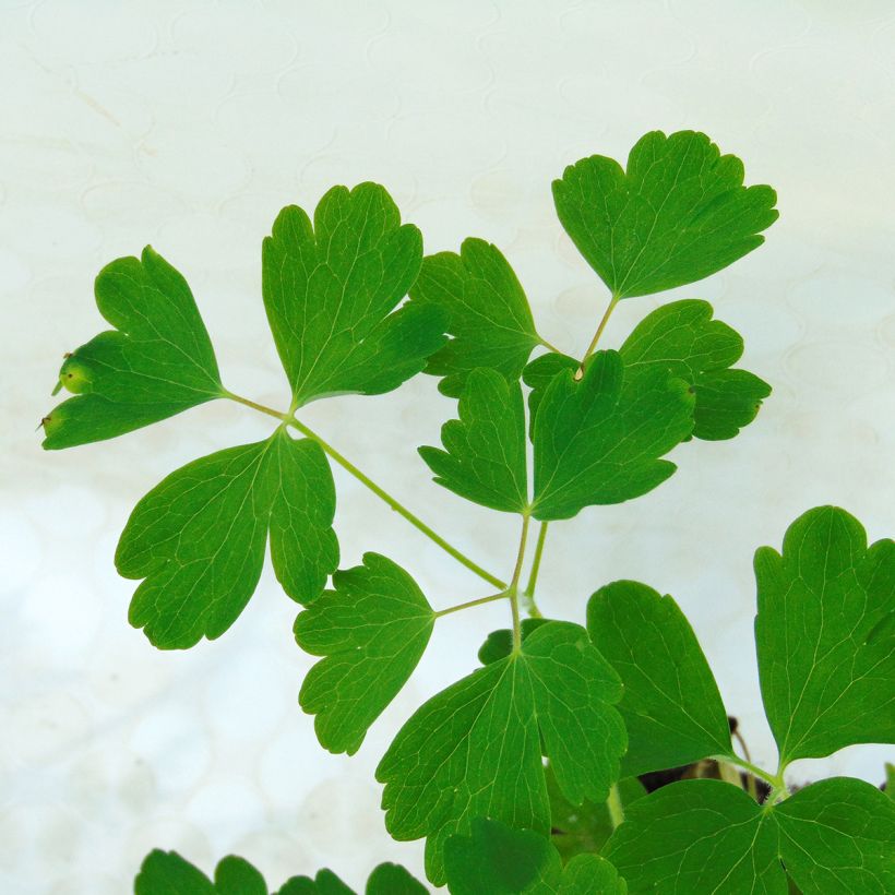 Aquilegia Winky Red White - Kurzspornige Akelei (Foliage)