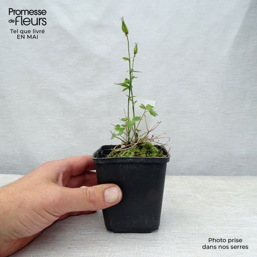 Example of Aquilegia Winky Red White - Kurzspornige Akelei Kleine Töpfe von 8/9 cm as you get in printemps