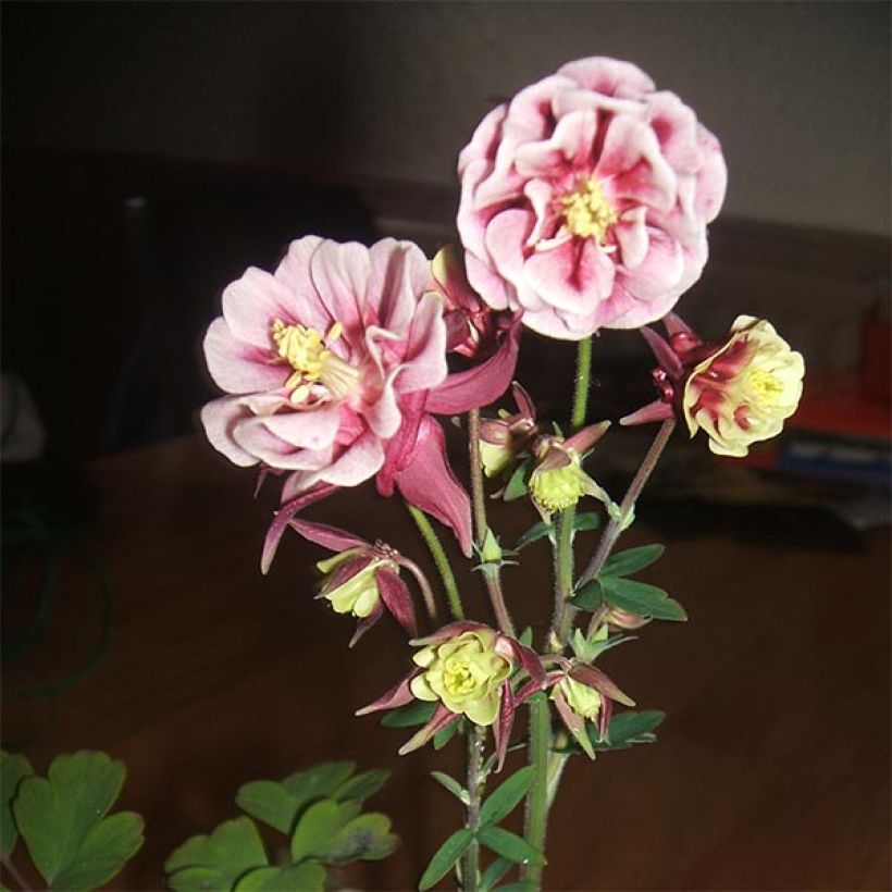 Aquilegia Winky Red White - Kurzspornige Akelei (Flowering)