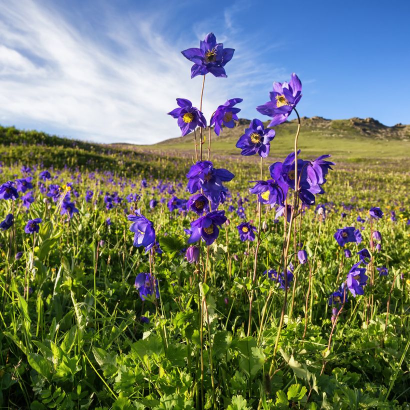 Aquilegia alpina - Alpen-Akelei (Wuchs)