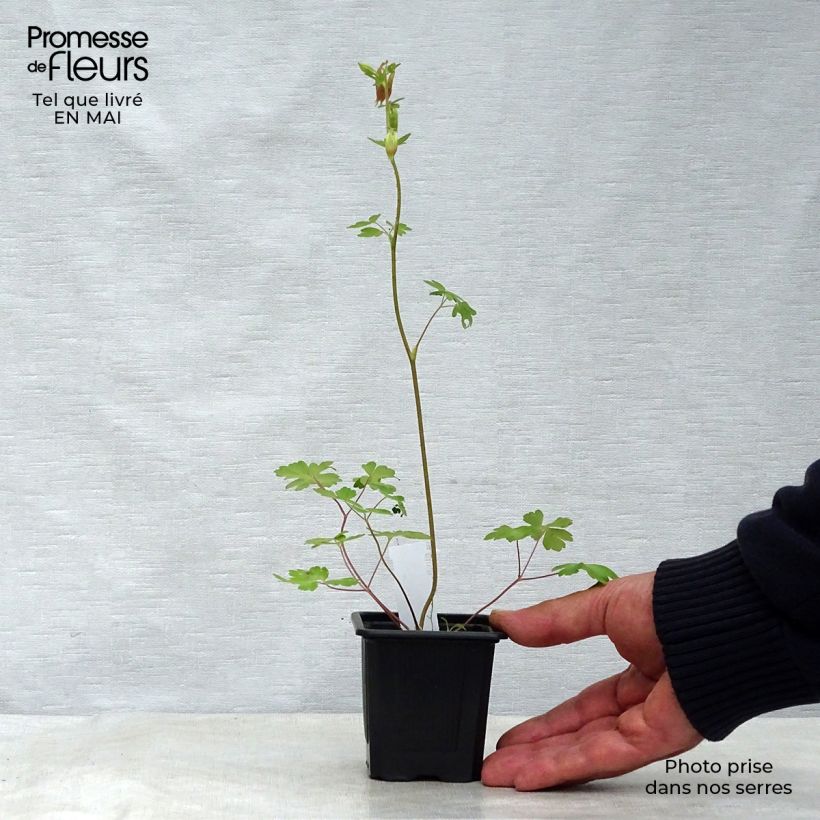 Exemplar von Aquilegia canadensis - Kanadische Akelei Kleine Töpfe von 8/9 cm wie im Frühjahr geliefert