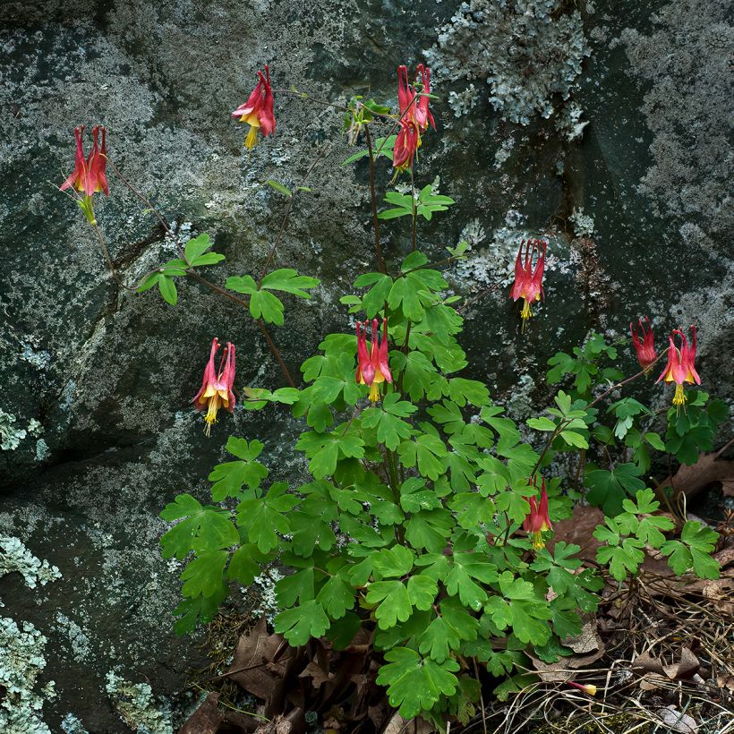 Aquilegia canadensis - Kanadische Akelei (Wuchs)