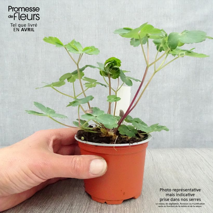 Example of Aquilegia vulgaris var. stellata Black Barlow - Garten-Akelei Kleine Töpfe von 8/9 cm as you get in printemps