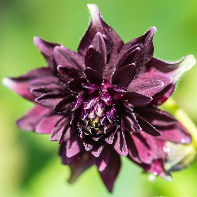 Aquilegia vulgaris var. stellata Black Barlow - Garten-Akelei (Flowering)