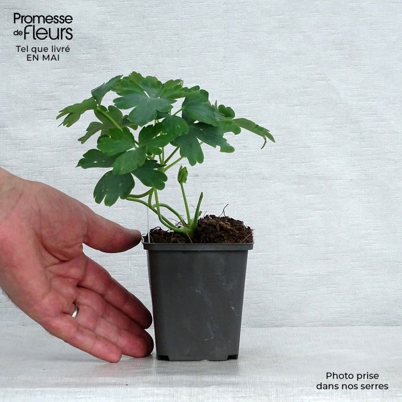 Exemplar von Aquilegia vulgaris var. stellata White Barlow - Garten-Akelei Kleine Töpfe von 8/9 cm wie im Frühjahr geliefert