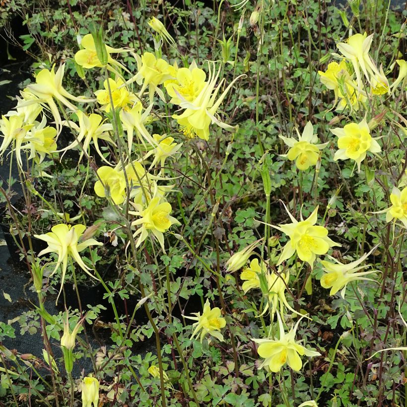 Aquilegia chrysantha Yellow Queen - Langspornige Akelei (Wuchs)