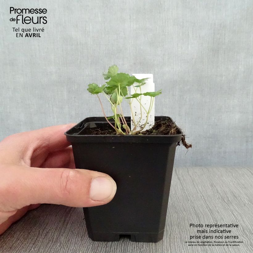 Example of Aquilegia flabellata Ministar - Zwerg-Akelei Kleine Töpfe von 8/9 cm as you get in printemps