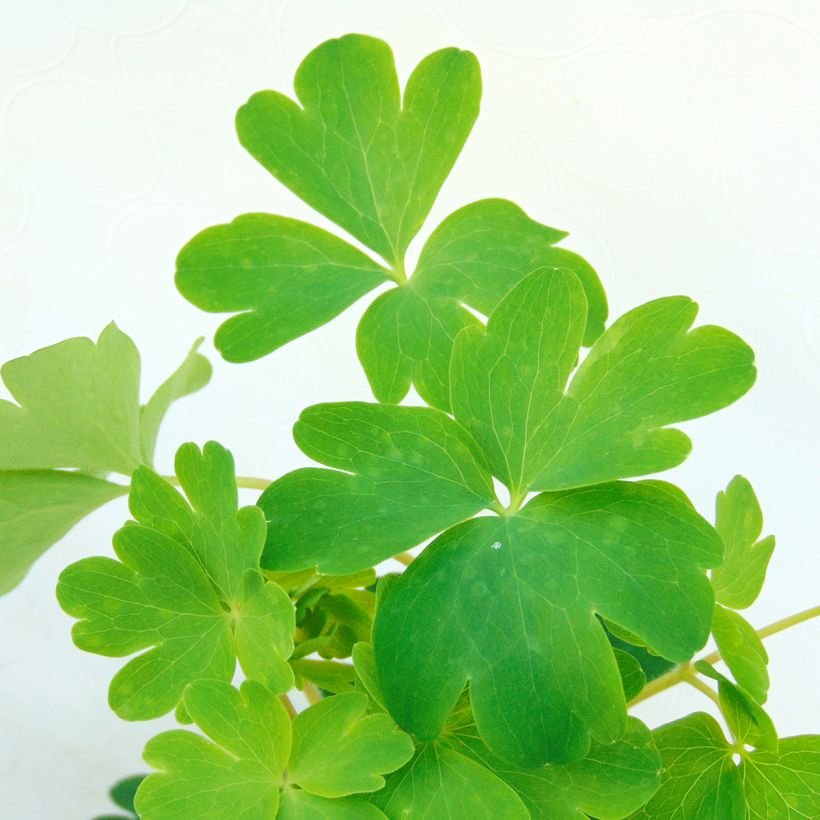 Aquilegia Ruby Port - Gefüllte Akelei (Foliage)