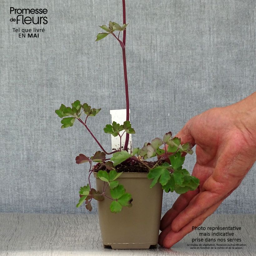 Example of Aquilegia Ruby Port - Gefüllte Akelei Kleine Töpfe von 8/9 cm as you get in printemps