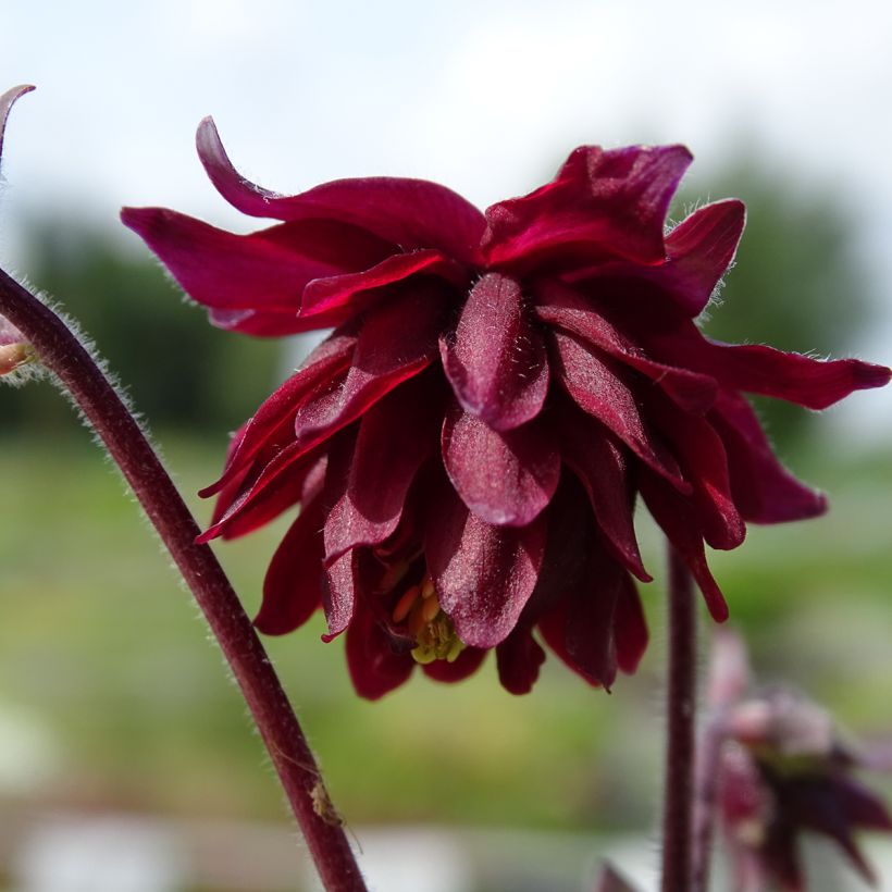 Aquilegia Ruby Port - Gefüllte Akelei (Flowering)
