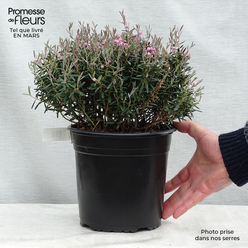 Example of Andromeda polifolia Blue Lagoon - Sumpfrosmarin Topf mit 2L/3L as you get in printemps