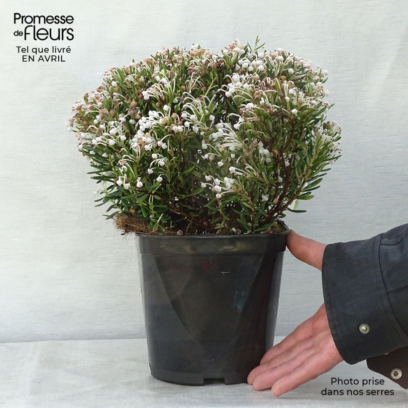 Example of Andromeda polifolia Compacta - Sumpfrosmarin Topf mit 2L/3L as you get in printemps