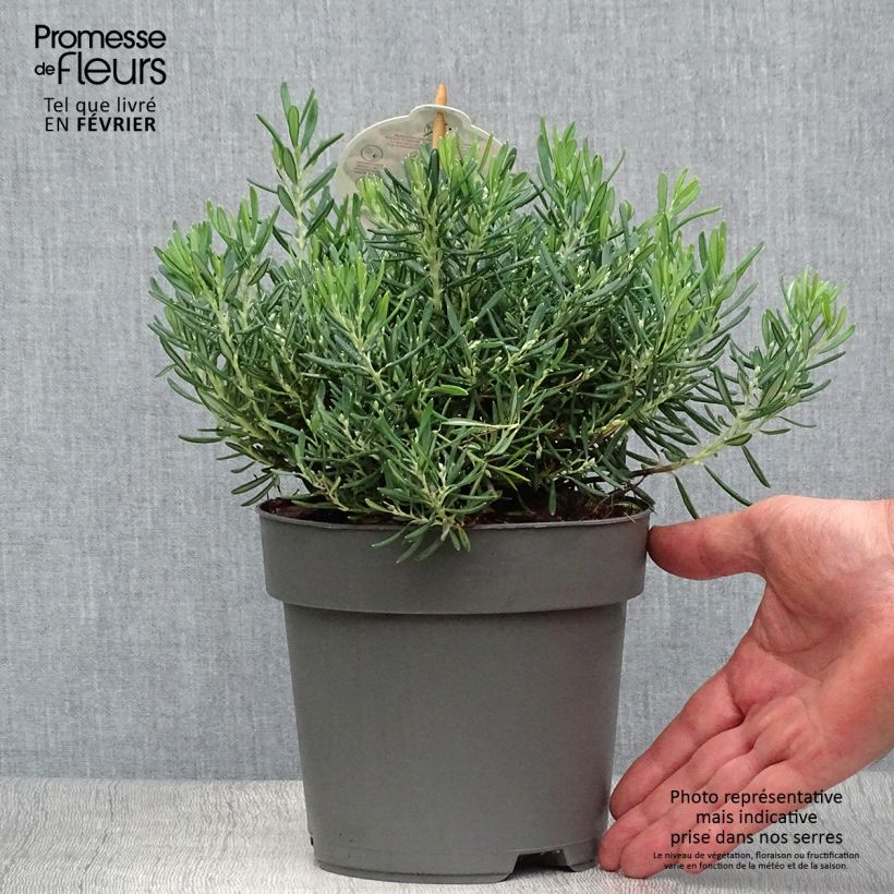 Exemplar von Andromeda polifolia Compacta - Sumpfrosmarin Topf mit 2L/3L wie im Herbst geliefert