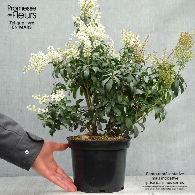 Example of Schattenglöckchen Bonfire - Pieris japonica Topf mit 3L/4L as you get in printemps