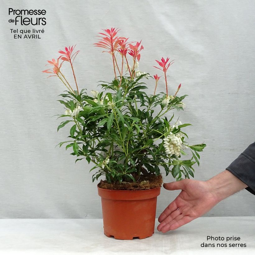 Example of Schattenglöckchen Forest Flame - Pieris japonica Topf mit 2L/3L as you get in printemps