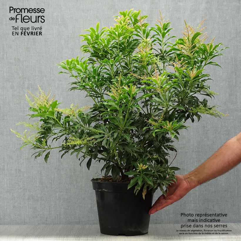 Exemplar von Schattenglöckchen Forest Flame - Pieris japonica Topf mit 7,5L/10L wie im Herbst geliefert