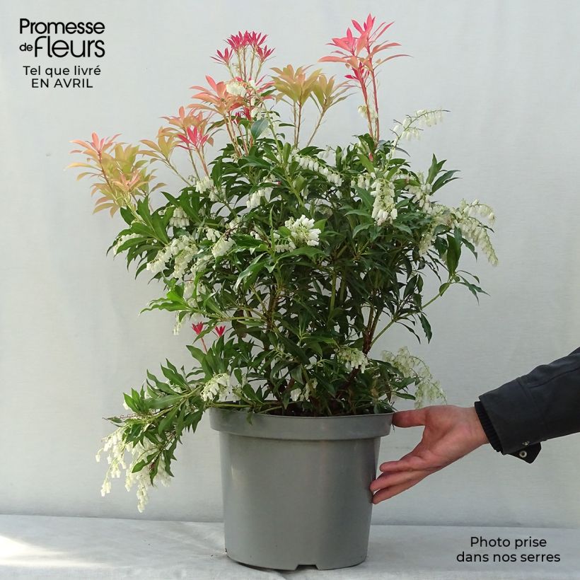 Example of Schattenglöckchen Forest Flame - Pieris japonica Topf mit 7,5L/10L as you get in printemps