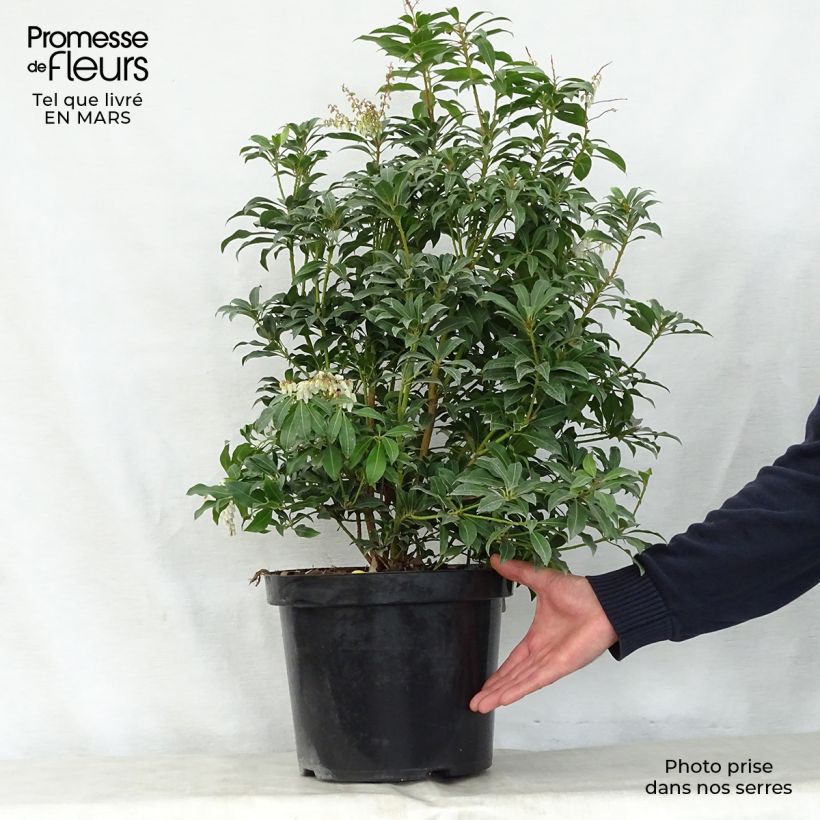 Example of Schattenglöckchen Mountain Fire - Pieris japonica Topf mit 2L/3L as you get in printemps