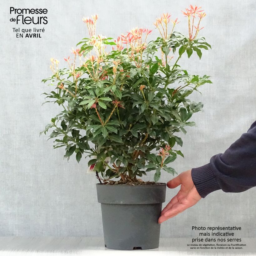 Example of Schattenglöckchen Mountain Fire - Pieris japonica Topf mit 4L/5L as you get in printemps