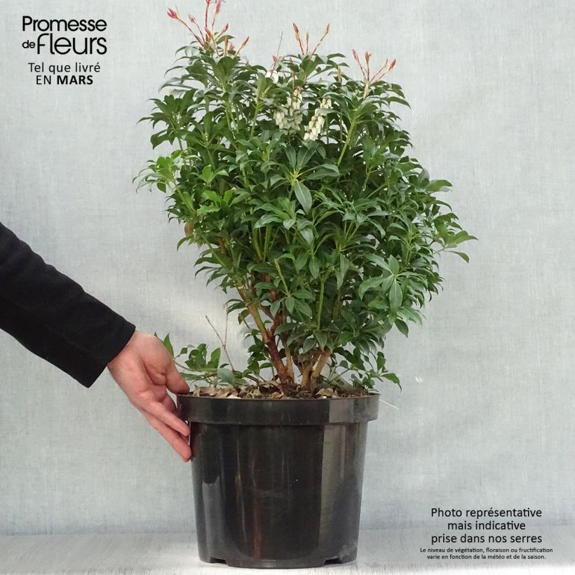 Example of Schattenglöckchen Mountain Fire - Pieris japonica Topf mit 7,5L/10L as you get in printemps