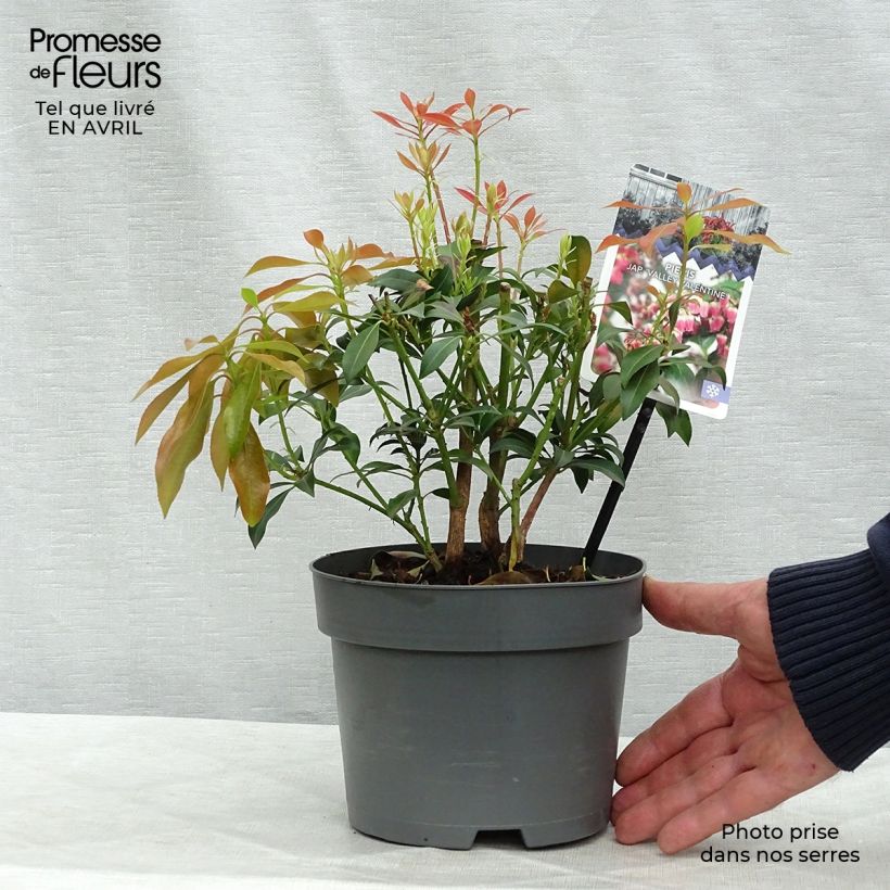 Example of Schattenglöckchen Valley Valentine - Pieris japonica Topf mit 2L/3L as you get in printemps