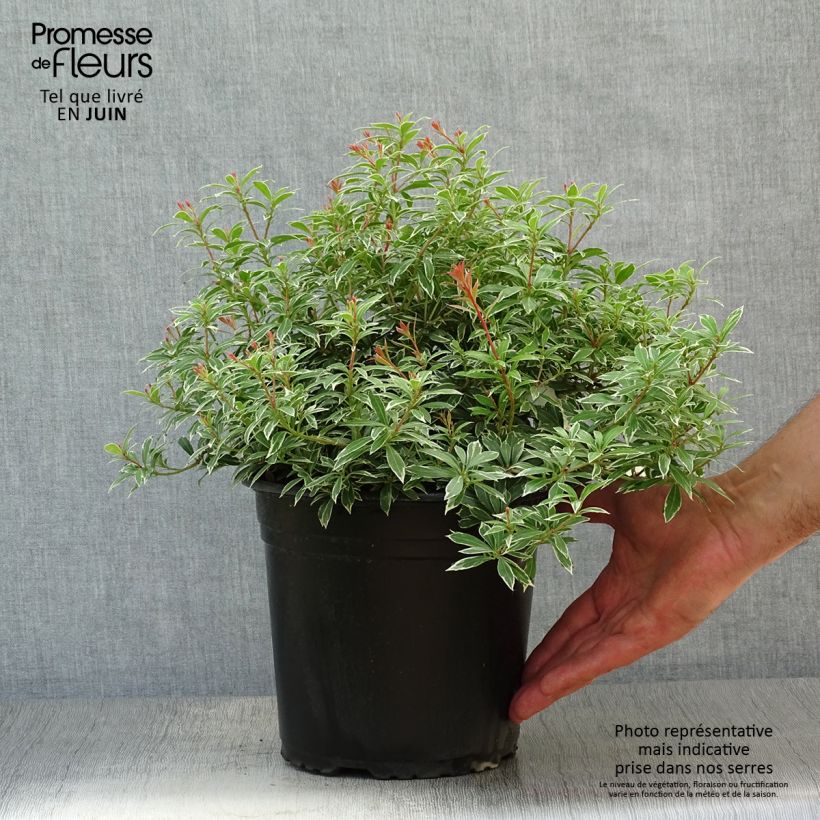 Exemplar von Schattenglöckchen Little Goldy - Pieris japonica Topf mit 4L/5L wie im Sommer geliefert