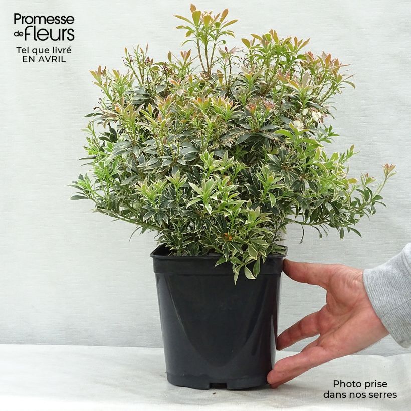 Exemplar von Schattenglöckchen Little Heath - Pieris japonica Topf mit 2L/3L wie im Frühjahr geliefert