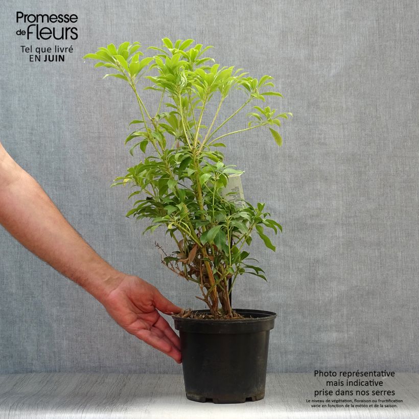 Exemplar von Schattenglöckchen Passion - Pieris japonica Topf mit 2L/3L wie im Sommer geliefert
