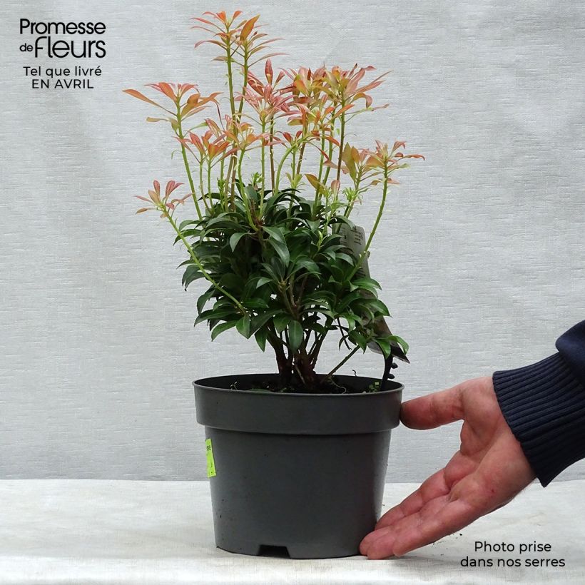 Example of Schattenglöckchen Passion - Pieris japonica Topf mit 2L/3L as you get in printemps