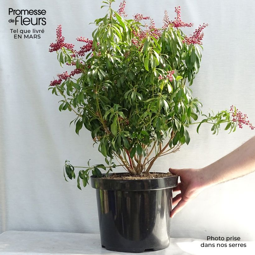 Example of Schattenglöckchen Passion - Pieris japonica Topf mit 6L/7L as you get in printemps