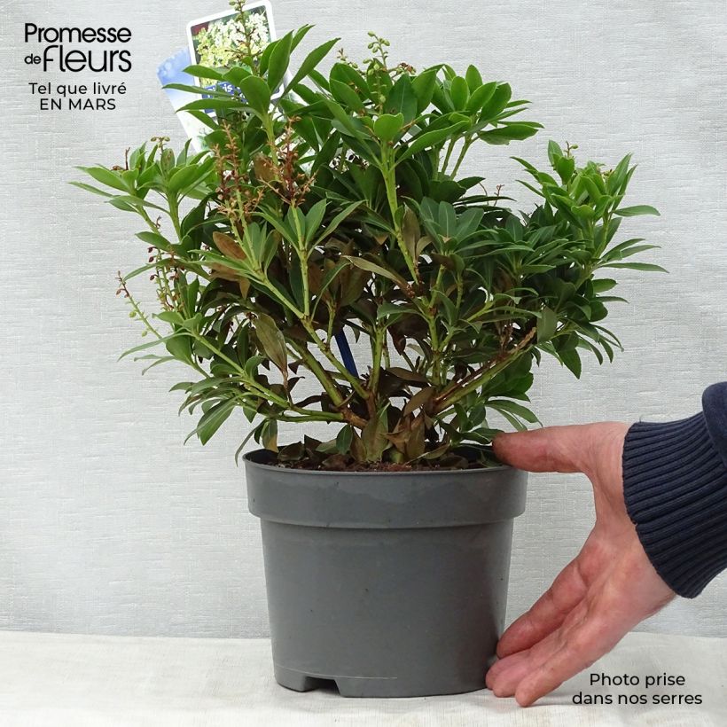 Example of Schattenglöckchen Purity - Pieris japonica Topf mit 3L/4L as you get in printemps