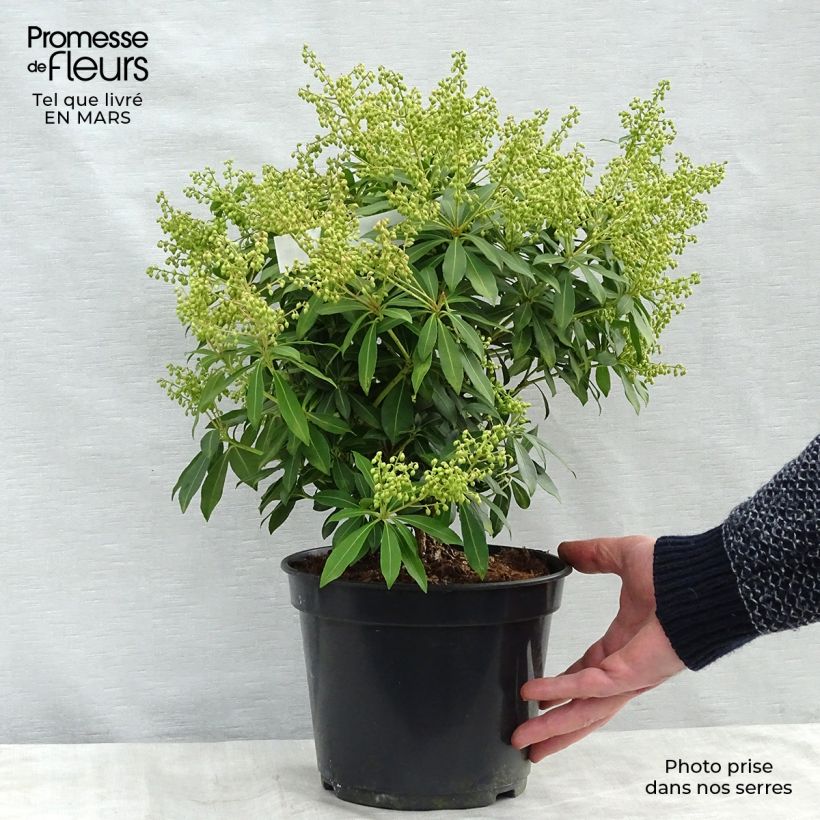 Example of Schattenglöckchen Sarabande - Pieris japonica Topf mit 3L/4L as you get in printemps