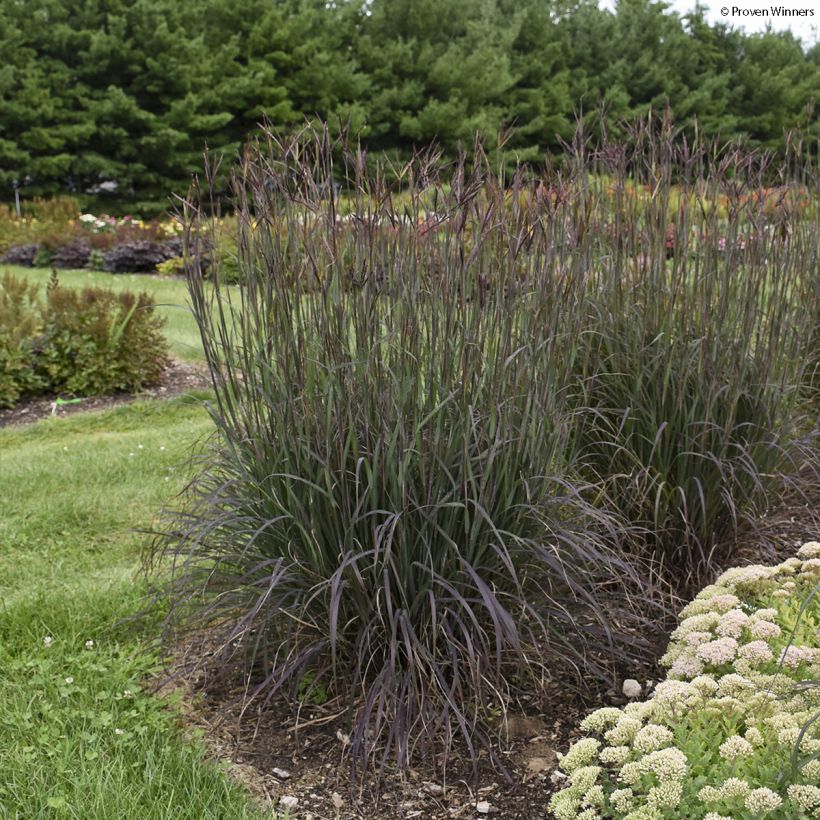 Andropogon gerardii Blackhawks - Bartgras, Gambagras (Plant habit)