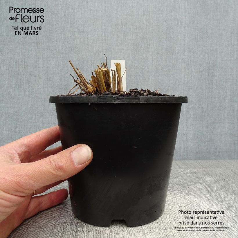 Example of Andropogon gerardii Blackhawks - Bartgras, Gambagras Topf mit 2L/3L as you get in printemps