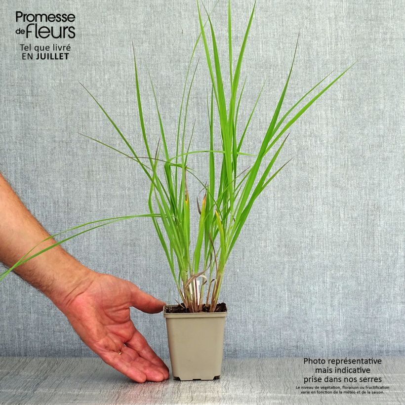 Exemplar von Andropogon hallii Purple Konza - Bartgras, Gambagras Kleine Töpfe von 8/9 cm wie im Sommer geliefert