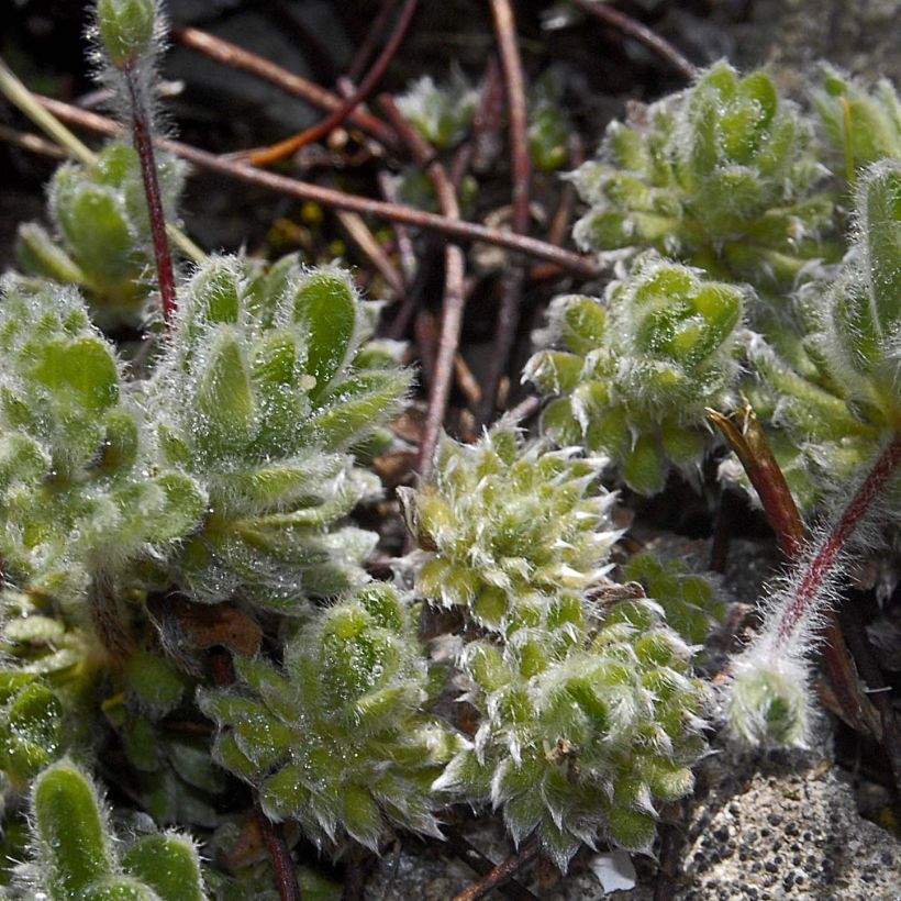 Androsace sarmentosa - Himalaya-Mannsschild (Wuchs)