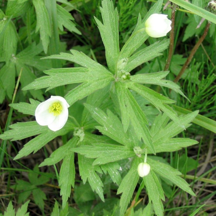 Anemone canadensis - Kanadische Wiesen-Anemone (Laub)