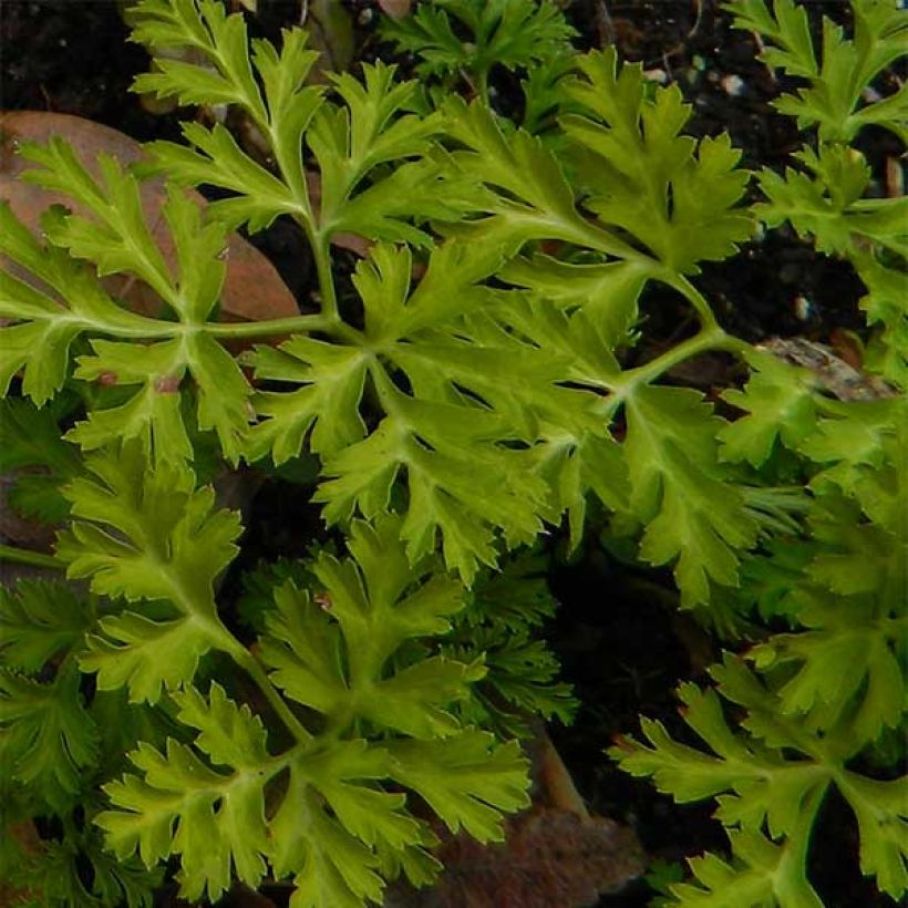 Anemone coronaria Mount Everest - Kronen-Anemone (Foliage)