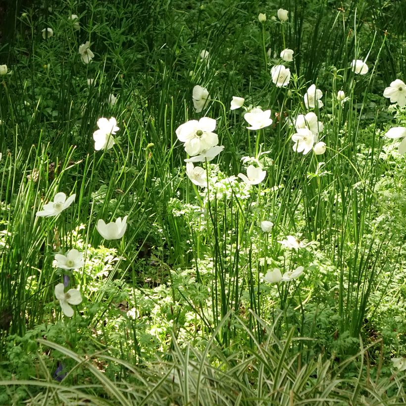 Anemone coronaria The Bride - Kronen-Anemone (Plant habit)