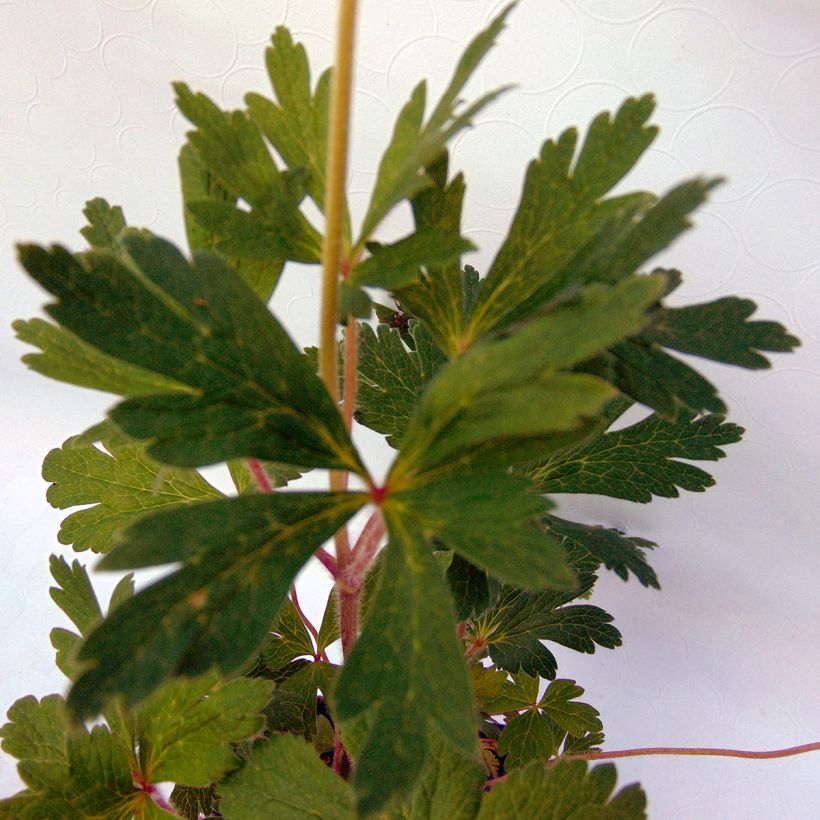 Großes Windröschen - Anemone sylvestris (Foliage)