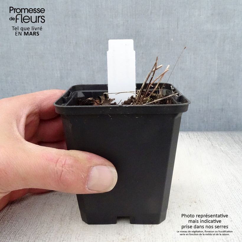 Example of Anemone rivularis - Bach-Anemone Kleine Töpfe von 8/9 cm as you get in printemps