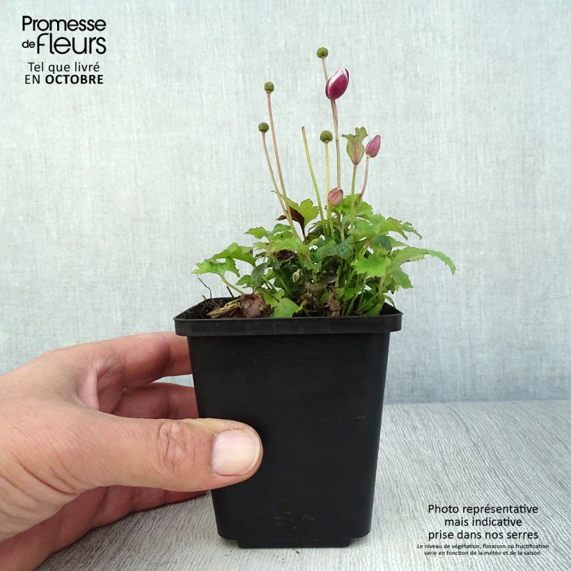 Exemplar von Anemone hupehensis var. japonica Alando Rose - Chinesische Herbst-Anemone Kleine Töpfe von 8/9 cm wie im Herbst geliefert