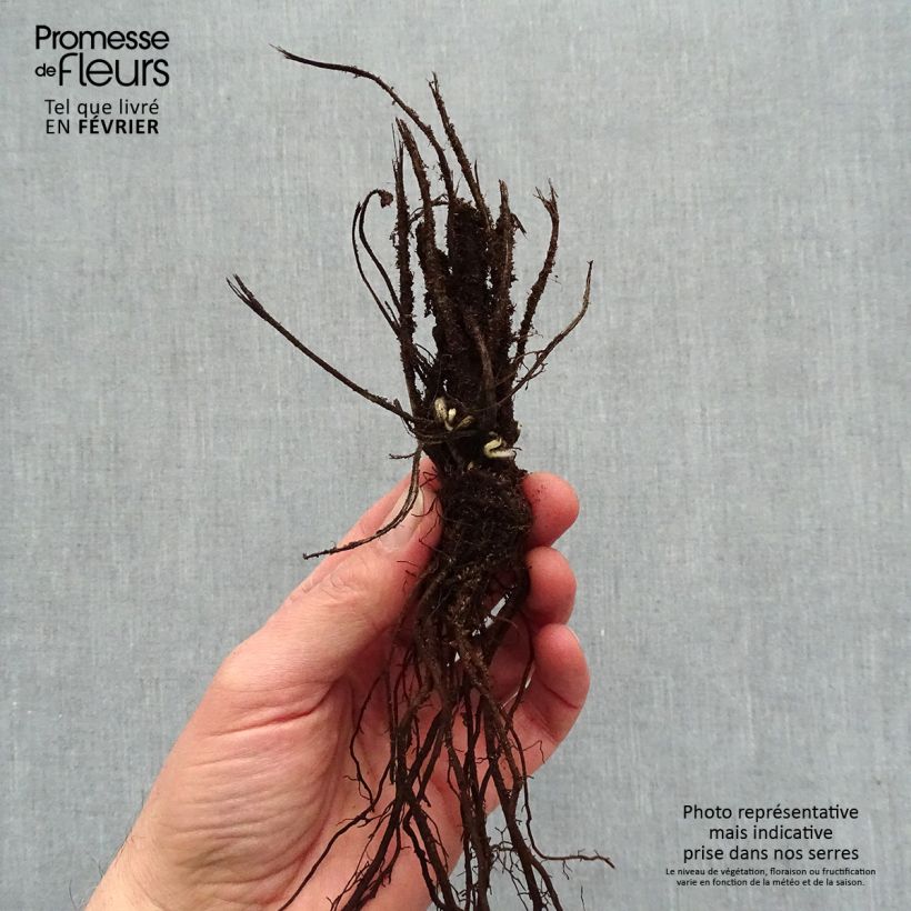 Example of Anemone hupehensis Crispa - Chinesische Herbst-Anemone Wurzelnackt as you get in hiver