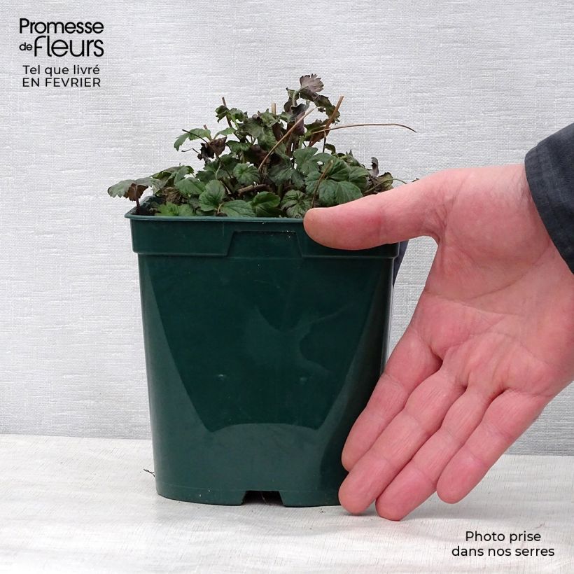 Exemplar von Anemone Fantasy Cinderella - Japan-Herbst-Anemone Topf mit 2L/3L wie im Winter geliefert