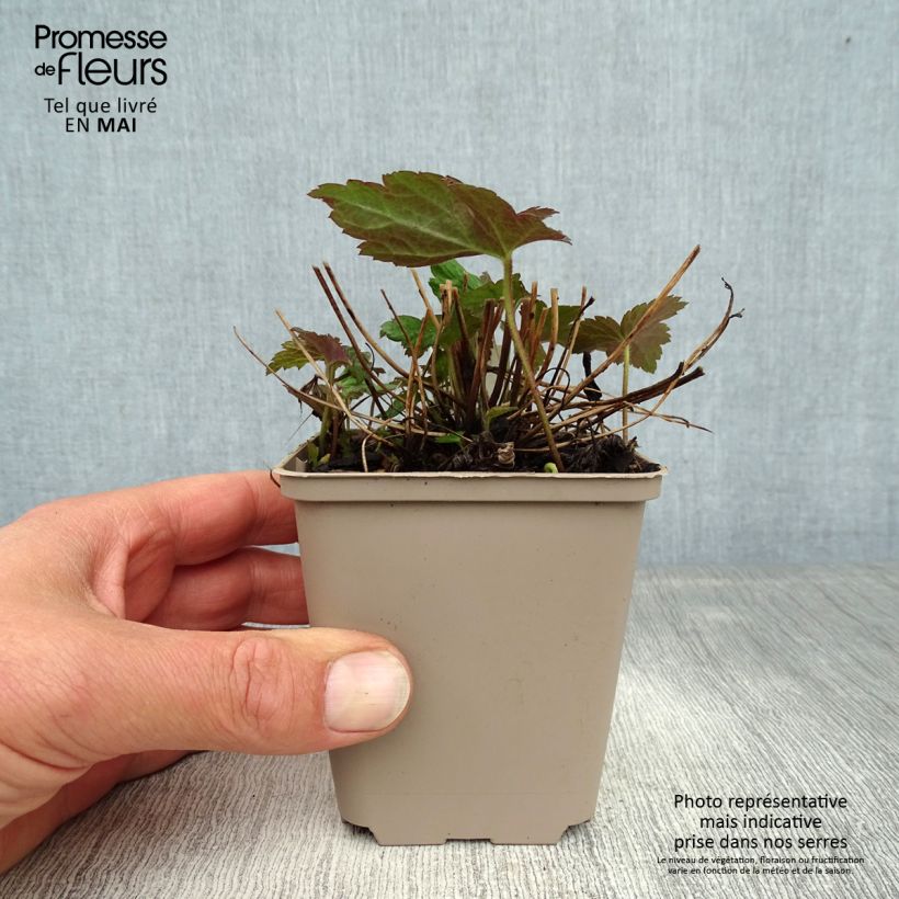 Example of Anemone Fantasy Jasmine - Japan-Herbst-Anemone Kleine Töpfe von 8/9 cm as you get in printemps