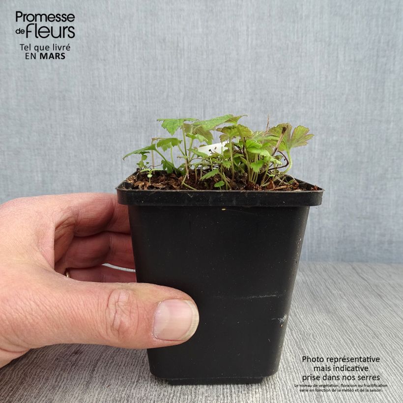 Example of Anemone hupehensis var.japonica Fantasy Pocahontas - Chinesische Herbst-Anemone Kleine Töpfe von 8/9 cm as you get in printemps