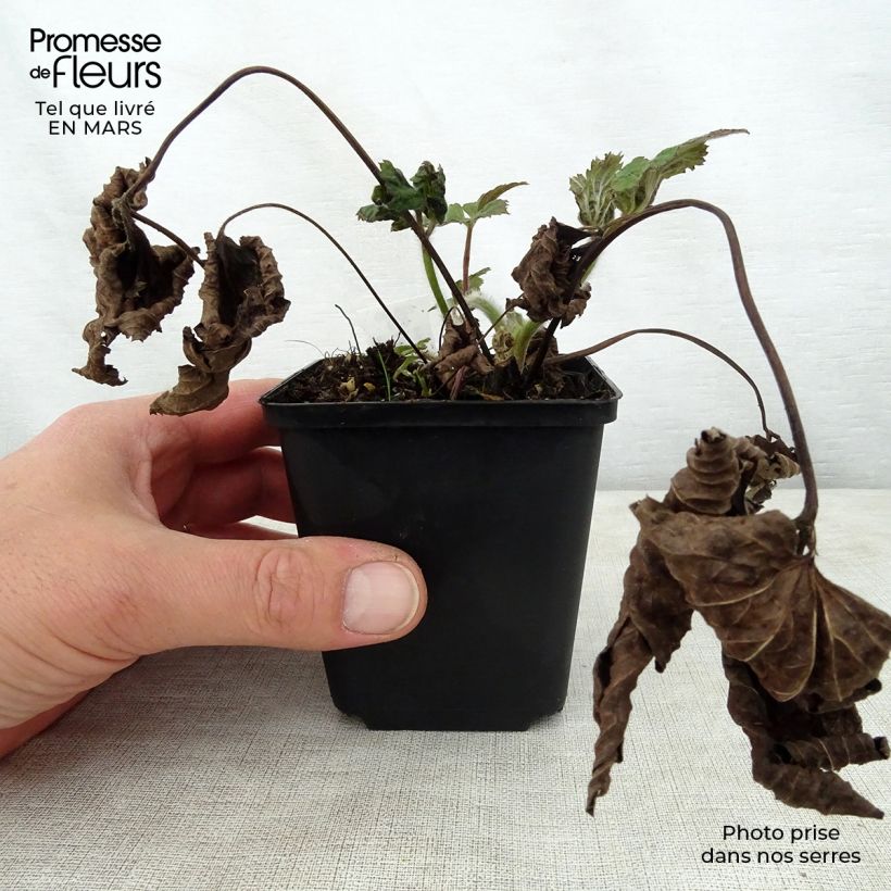 Example of Anemone tomentosa Septemberglanz - Chinesische Herbst-Anemone Kleine Töpfe von 8/9 cm as you get in printemps