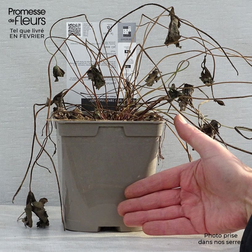 Exemplar von Anemone Wild Swan - Japan-Herbst-Anemone Topf mit 2L/3L wie im Winter geliefert