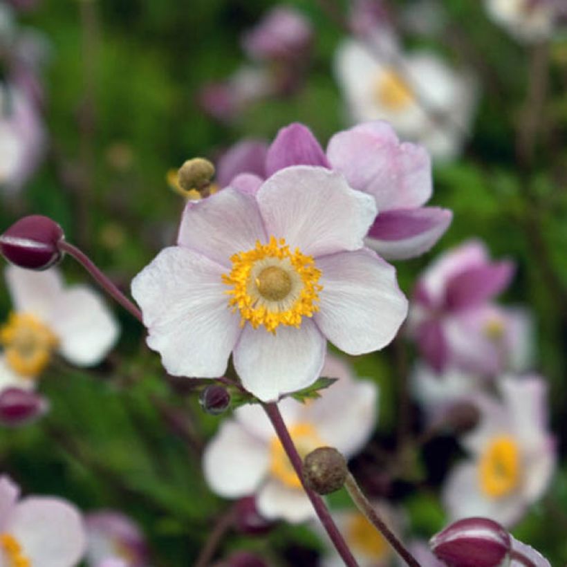 Anemone Hadspen Abundance - Japan-Herbst-Anemone (Flowering)